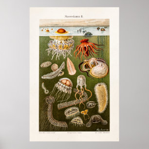 Vintage Quallen-Illustration Antiker Jelly-Fisch Poster