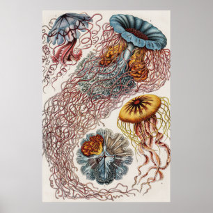 Vintage Quallen Meeresleben - Ernst Haeckel Poster