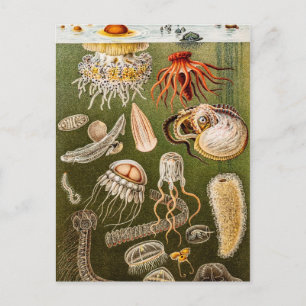 Vintage Quallenfisch-Jelly-Fisch-Illustration Postkarte