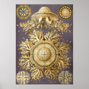Vintage Quallenillustration Poster