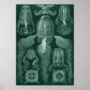 Vintage Quallenillustration Poster