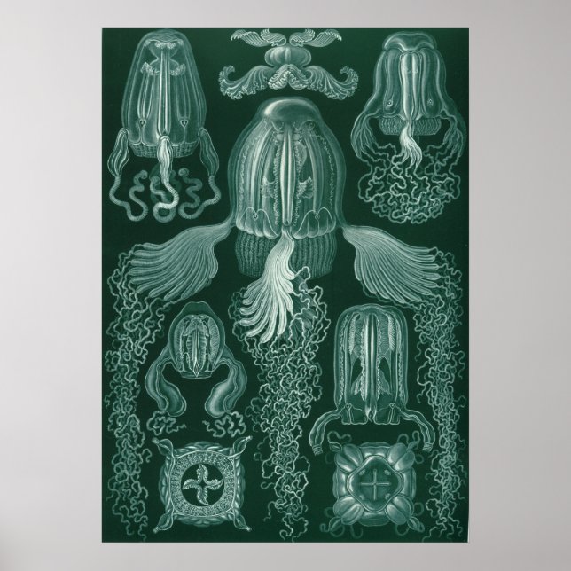 Vintage Quallenillustration Poster (Vorne)