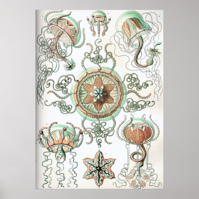 Vintage Quallenillustration Poster (Vorne)
