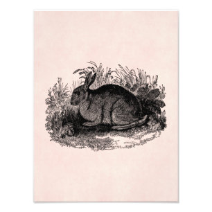 Vintage Rabbit Retro Bunny Template Rabbits 1800 Fotodruck