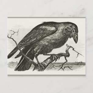 Vintage Raben-Holzschnitt Postkarte
