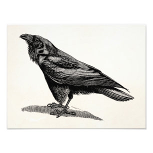 Vintage-Raben-Krähe-Amsel-Vogel-Illustration Fotodruck