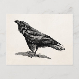 Vintage-Raben-Krähe-Amsel-Vogel-Illustration Postkarte