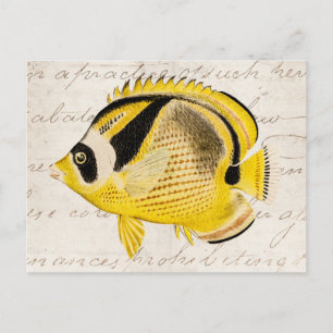 Vintage Raccoon Butterfly Fish - Antique Hawaiian Postkarte
