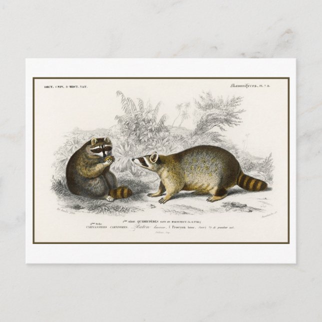 Vintage Raccoon-Illustration Postkarte (Vorderseite)