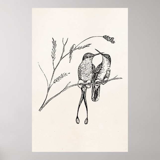 Vintage Racquet Tail Hummingbird Personalized Bird Poster (Vorne)
