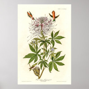 Vintage Rauhhalshörnchen von John Gould Poster