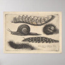Vintage Raupe Schneckeninsekt Nature Print (56)