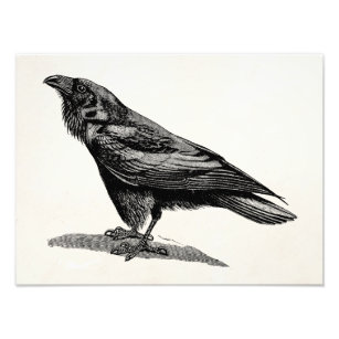 Vintage Raven Crow Blackbird-Vogelanzeige Fotodruck
