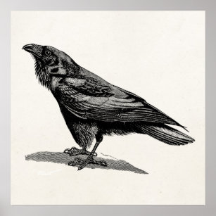 Vintage Raven Crow Blackbird-Vogelanzeige Poster