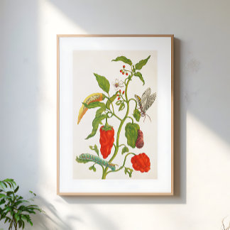 Vintage Red Chili Fruit Floral Botanical Art Poster