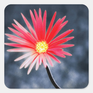 Vintage Red Daisy-Blume Quadratischer Aufkleber