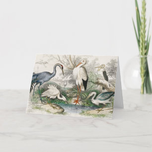 Vintage Reiher Storch und Kranich Natur Kunst Druc Feiertagskarte