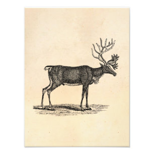 Vintage Reindeer-Illustration - Weihnachten des 18 Fotodruck