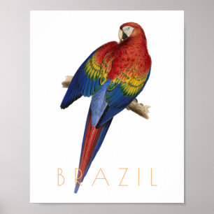 Vintage-Reise Brasilien Papagei Mitte des Jahrhund Poster