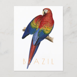 Vintage-Reisepostkarte Brasilien Ara-Vogel Mitte J Postkarte