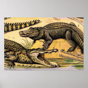 Vintage-Reptilien-Illustration von Adolphe Millot Poster