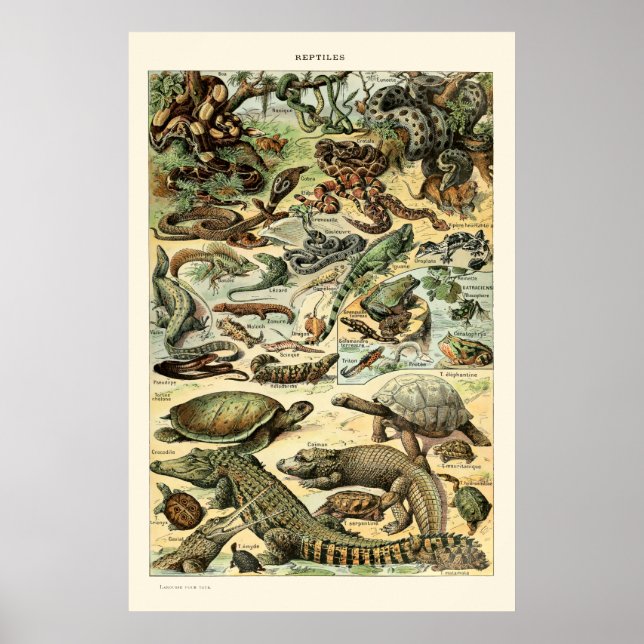 Vintage Reptilien von Adolphe Millot Poster (Vorne)