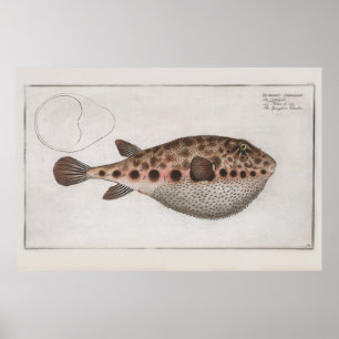 Vintage Retro aufgeblasener Fisch zoologische Zeic Poster