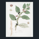 Vintage Retro Botanische Zeichnend Mauer Art Deco Poster<br><div class="desc">Vintages Retro Botanisches,  Zeichnend Wall Art Decor Poster mit Darstellung der La Belladonna Pflanze</div>