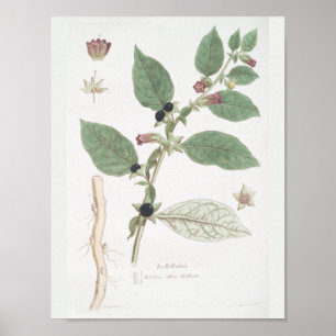 Vintage Retro Botanische Zeichnung Wandkunst Dekor Poster