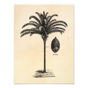 Vintage Retro Brasilianischer Palmbaum Schablone P Fotodruck