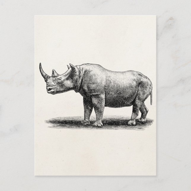 Vintage Rhinoceros Illustration Rhino Rhinos Postkarte (Vorderseite)