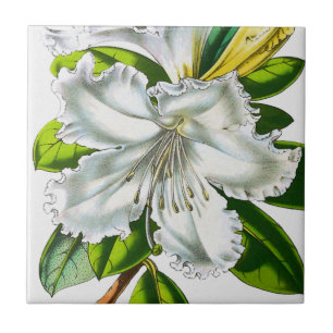 Vintage Rhododendron Botanik Fliese
