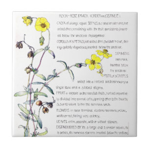 Vintage Rock Rose Wildblumen Fliesen