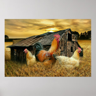 Vintage Rooster-Hühner Rustikaler Barcoop Poster