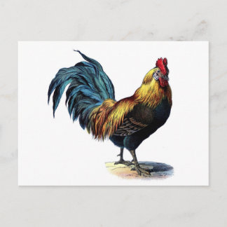 Vintage Rooster Postkarte