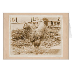 Vintage Roosterfotografie