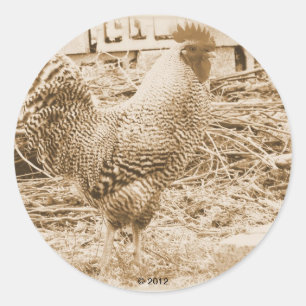 Vintage Roosterfotografie Runder Aufkleber