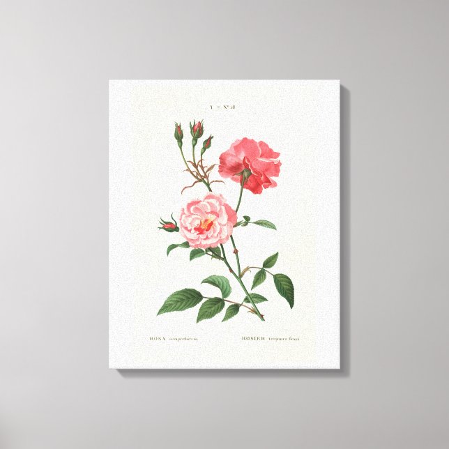 Vintage Rosa-Blume Leinwanddruck (Vorderseite)