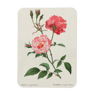 Vintage Rosa-Blume Magnet