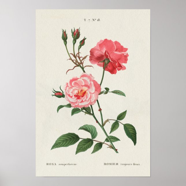 Vintage Rosa-Blume Poster (Vorne)