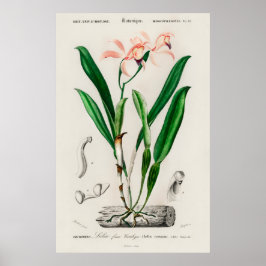 Vintage-Rosa-Cattleya-Orchideen-Botanikposter Poster