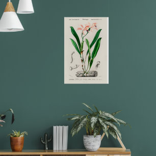 Vintage-Rosa-Cattleya-Orchideen-Botanikposter Poster