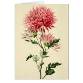 Vintage rosa Chrysantheme-Blume