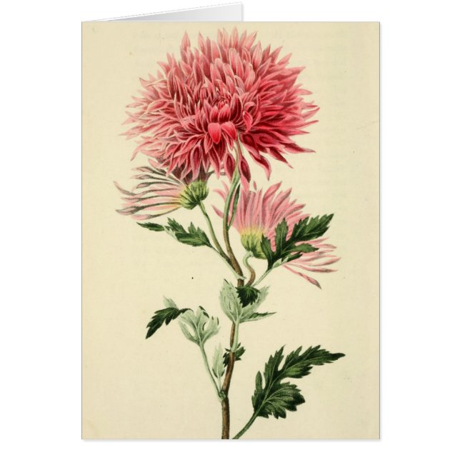 Vintage rosa Chrysantheme-Blume (Vorne)
