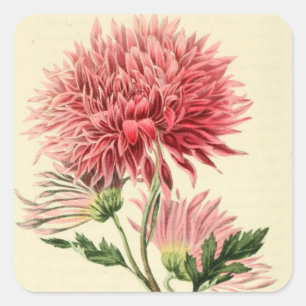 Vintage rosa Chrysantheme-Blume Quadratischer Aufkleber