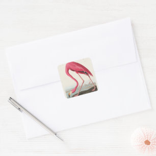 Vintage Rosa Flamingo Audubon Quadratischer Aufkleber