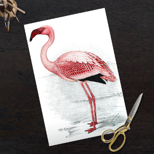 Vintage Rosa Flamingo Finch Davies 1919 Seidenpapier
