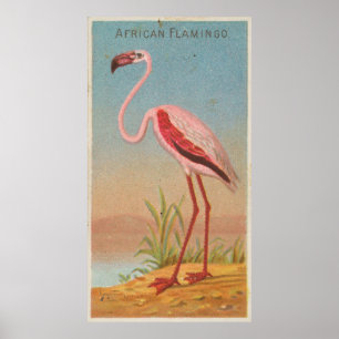 Vintage Rosa Flamingo Illustration (1889) Poster