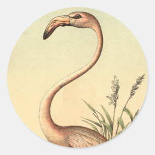 Vintage rosa Flamingo-Illustration Runder Aufkleber