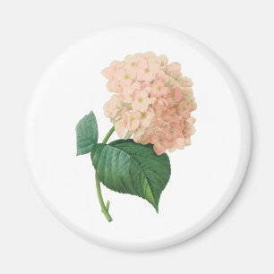 Vintage rosa Hortensie-Blüte von Redoute Magnet